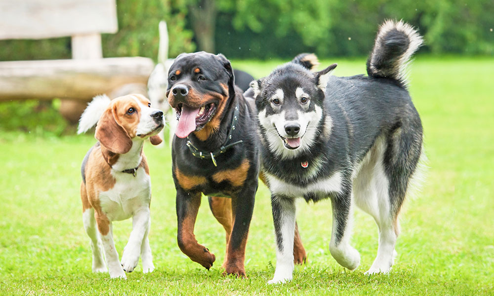 Aujourd’hui on ne dénombre pas moins de 400 races de chien dans le monde