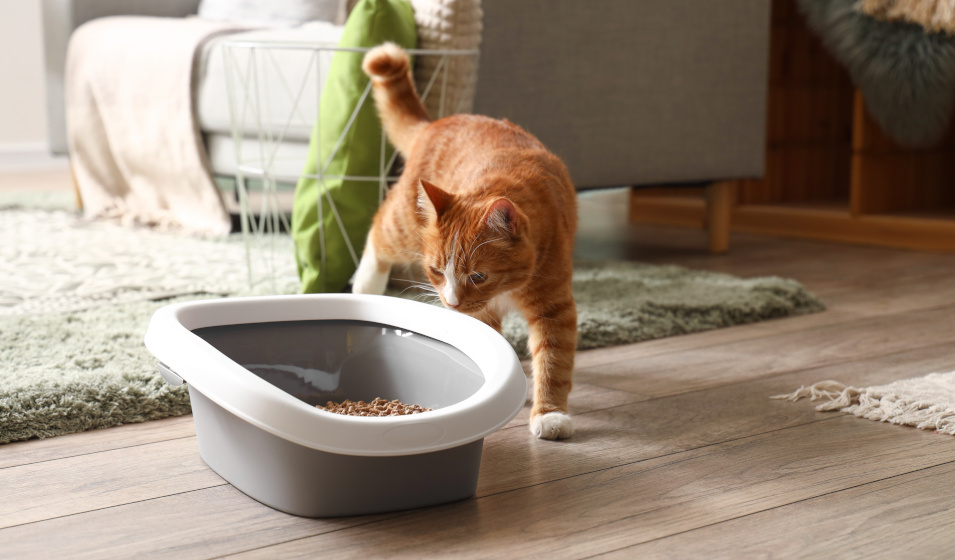 Certains types de litières conviennent mieux à un chat sensible