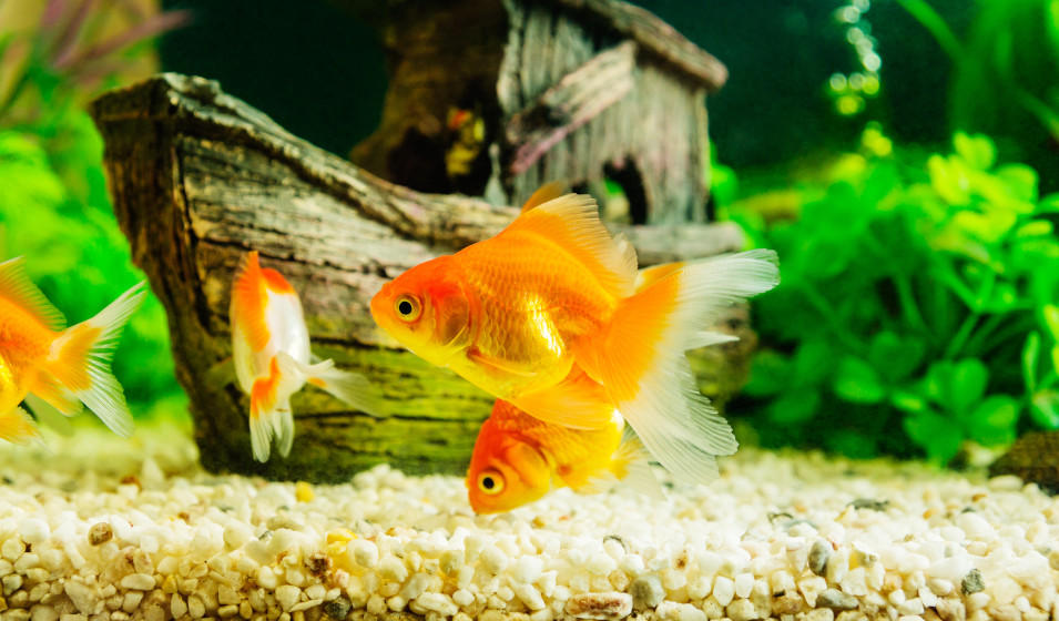 Comment bien nourrir les poissons rouges en aquarium ? - Jardiland