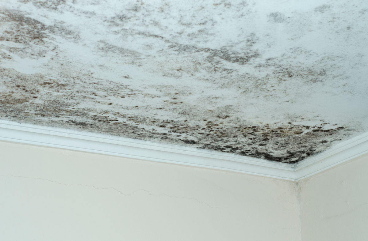 Moldy ceiling