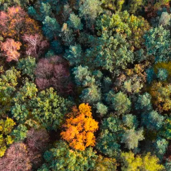 En satellitbild över skog