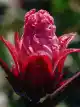 Rose Hibiscus - Sativa 