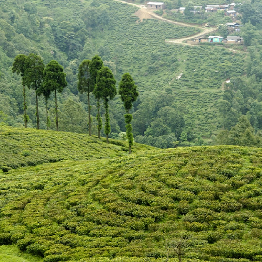 Risheehat Tea Estate
