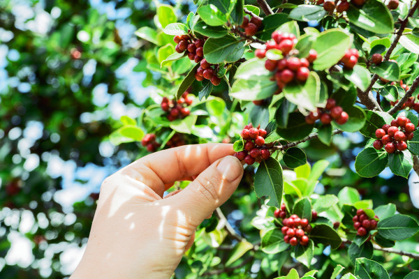 Que es la antracnosis del Café, porque está relacionada a problemas nutricionales y que efectos tiene en la calidad