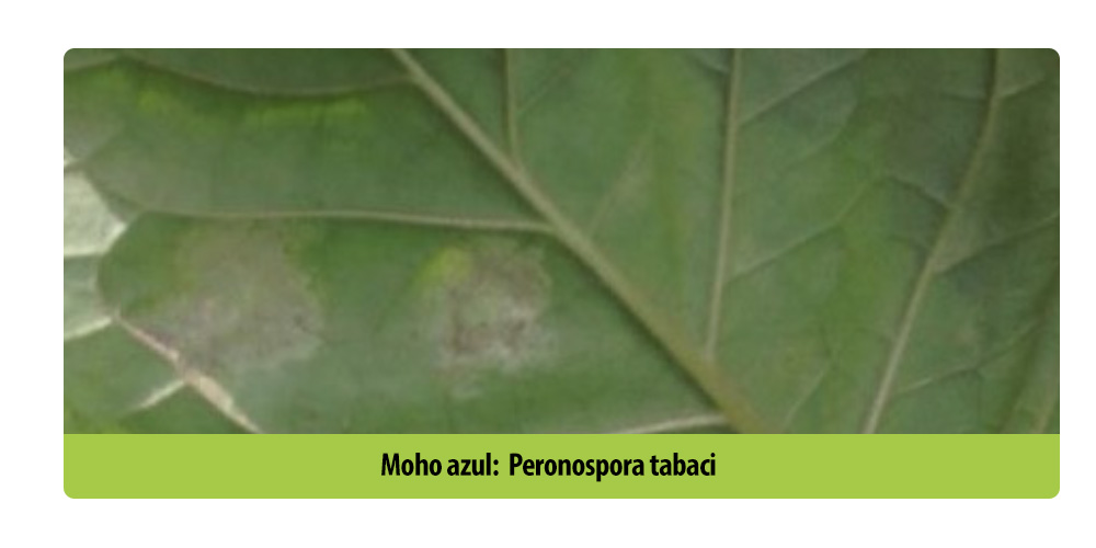 Cadelga-Blog-Moho-Azul-Cultivo-Tabaco-Foto1