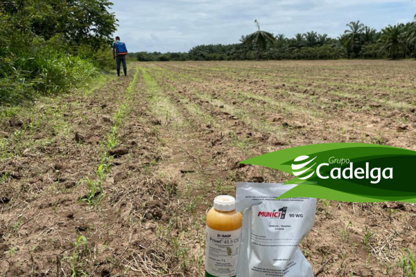 Alternativa para el Control de Malezas en Sorgo y Maicillo