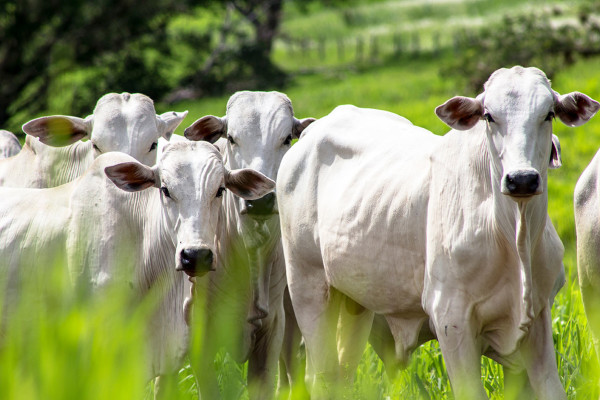 Nueva Alternativa para la Alimentación Bovina en Honduras, Brachiaria Hibrido Mavuno