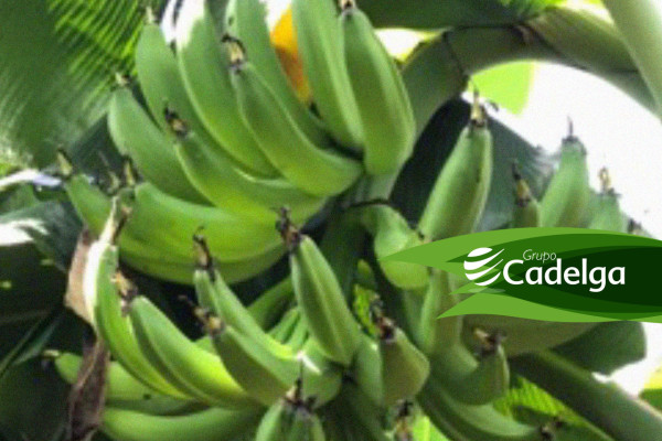 BIO ESTIMULACION EN CULTIVO DE PLATANO PARA DESARROLLO DEL RACIMO