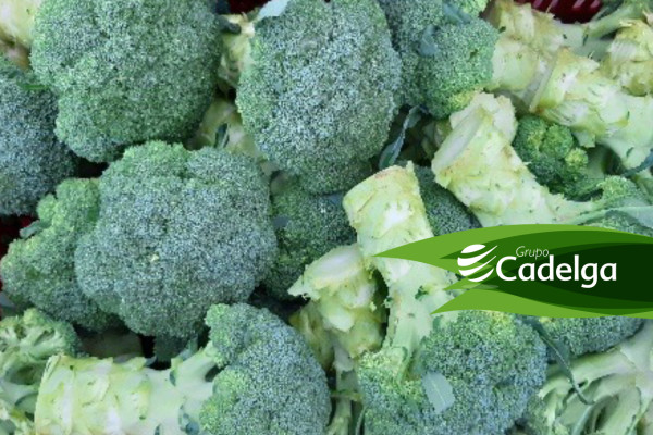 Cultivo de Brocoli Híbrido Súper Corona