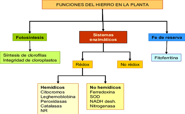 hierro-2