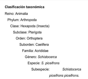 Cadelga Blog Langosta Centroamericana