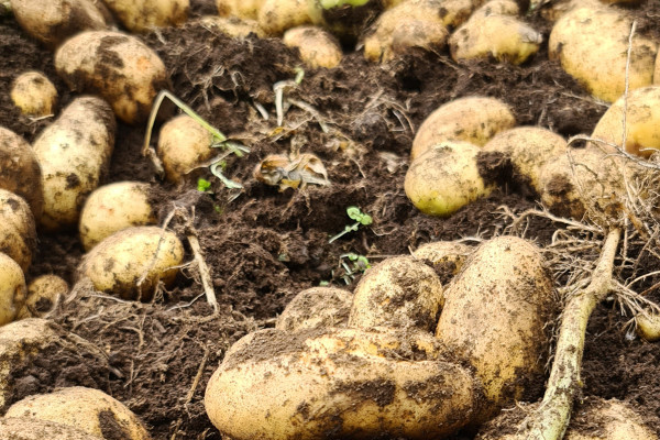 Manejo Tizon Temprano (Alternaria Solani) en cultivo de papa