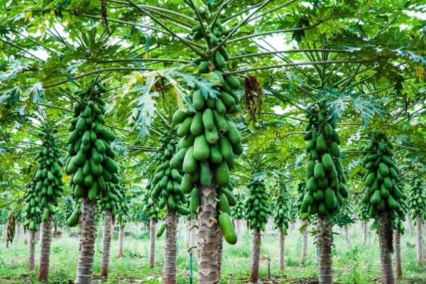 La Papaya, Reina Tropical