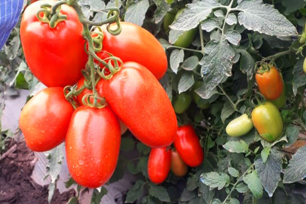 Consejos Para Obtener Mayores Cosechas En Cultivo De Tomate