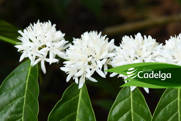 Necesidades Nutricionales en la Etapa Pre-Floración en el Cultivo de Café