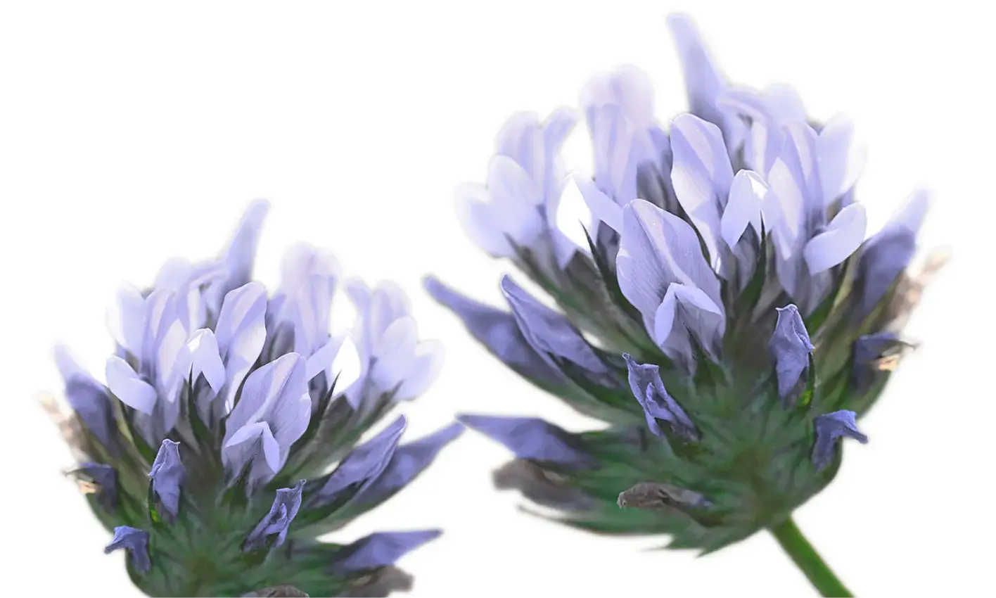 Antioxidant Bakuchiol