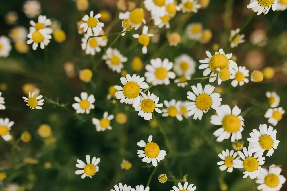 close up of roman chamomile in backyard garden from above