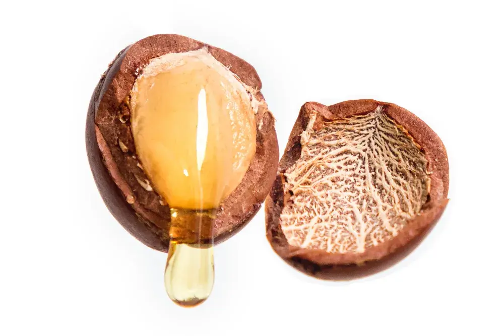 Argan nuts with green leaves.
