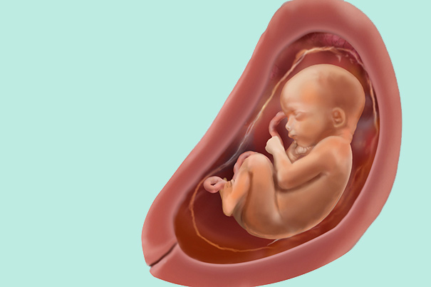 máquina de coser septiembre Escribir Semana 28 de embarazo: síntomas y desarrollo del bebé | Dodot