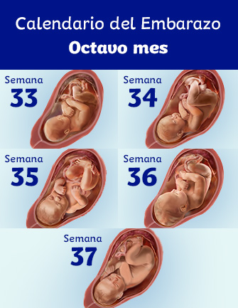 cajón sueño arroz Mes 8 de embarazo: síntomas y desarrollo del feto | Dodot
