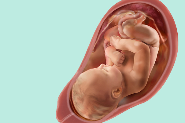 Paisaje persuadir cura Semana 36 de embarazo: síntomas y desarrollo del bebé | Dodot