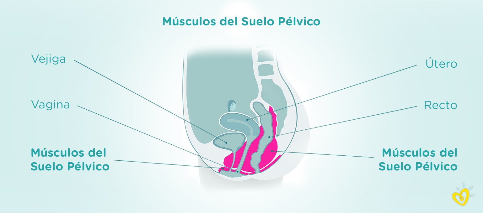 los ejercicios de kegel-Article Content Image Músculos del suelo pélvico