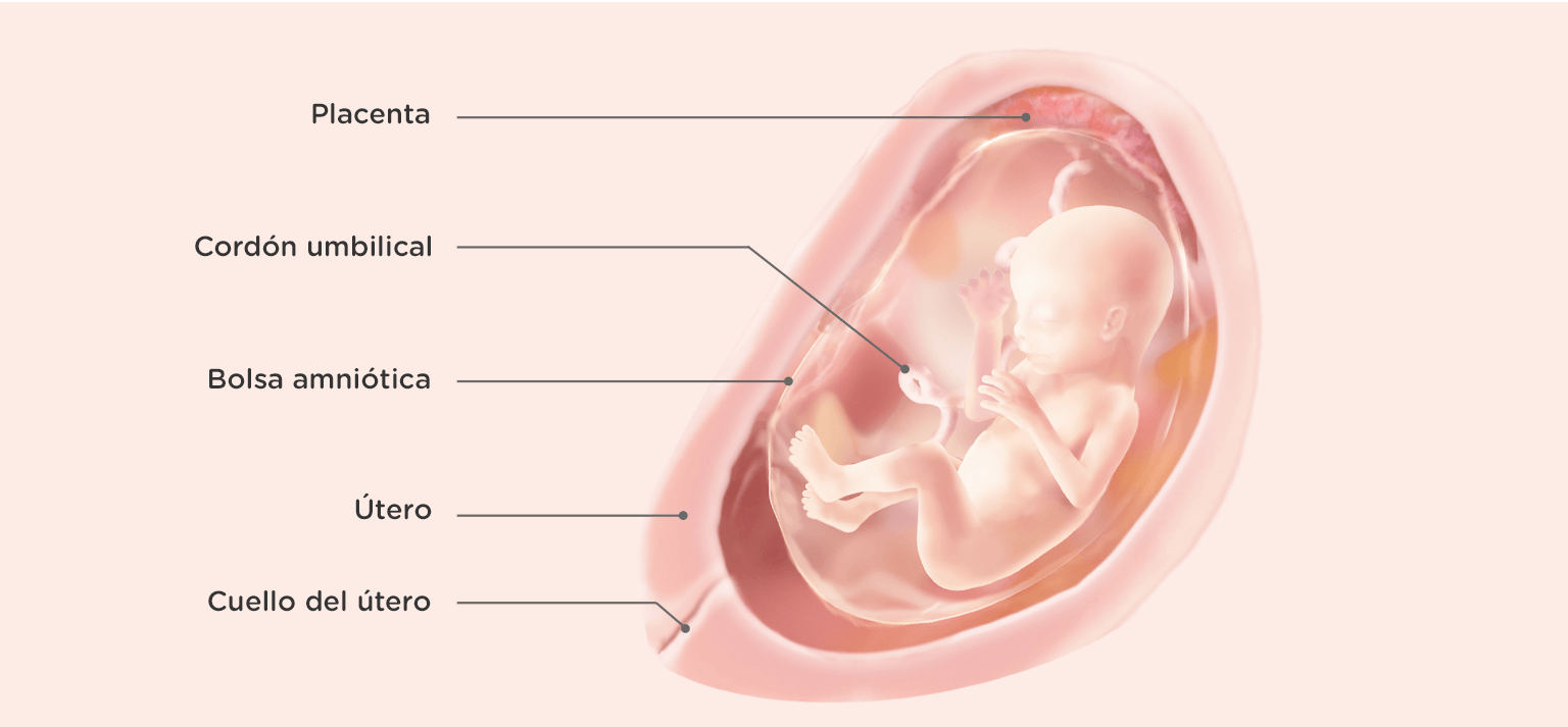Embarazada De 18 Semanas Sintomas Y Sugerencias