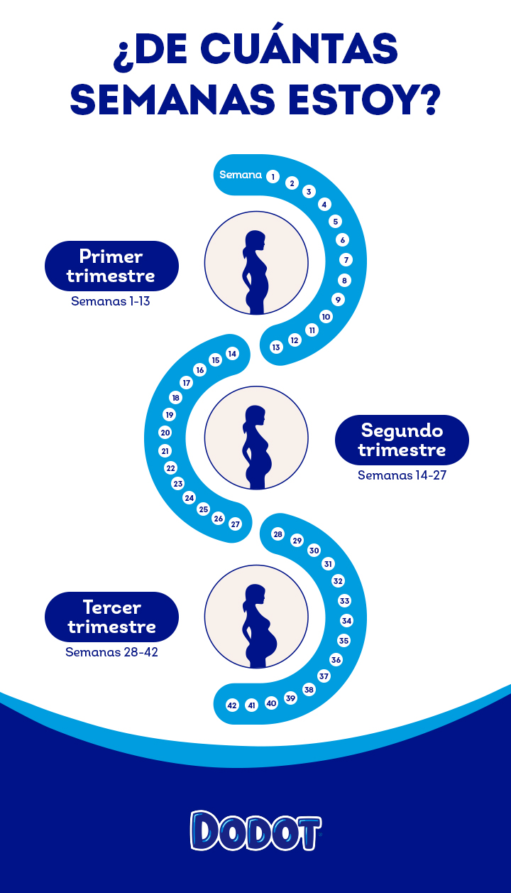 Semanas 1 2 y 3 de embarazo qu es lo que te espera Dodot