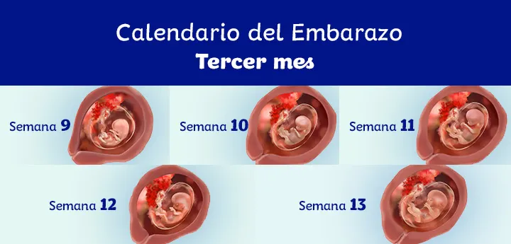 Mes 3 de embarazo: síntomas y desarrollo del feto