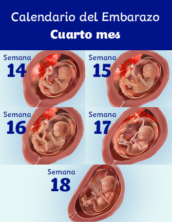 Emoción legumbres crecer 4 meses de embarazo: síntomas y desarrollo del feto | Dodot