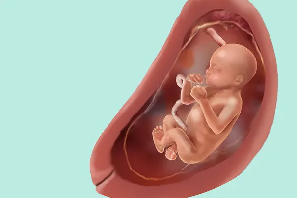 difícil alcanzar Lago taupo Semana 20 de embarazo: síntomas y desarrollo del bebé | Dodot