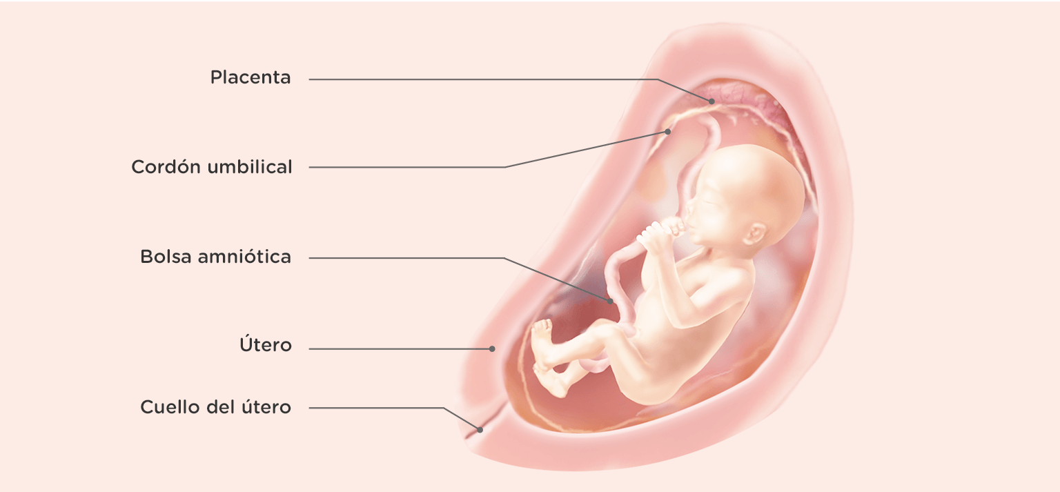21 Semanas De Embarazo El Desarrollo Del Bebe Dodot