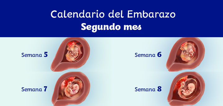 camuflaje avance sobre 2 meses de embarazo: síntomas y desarrollo del feto | Dodot