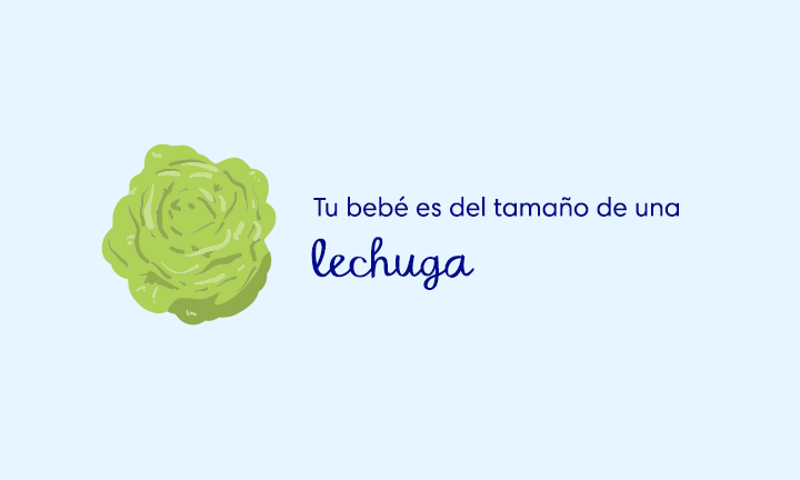 topimage-week28 baby size of lettuce week 28