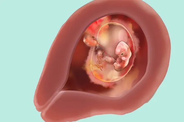 Embrión en la semana 6 de embarazo