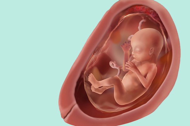Semana de embarazo: síntomas y desarrollo del bebé | Dodot
