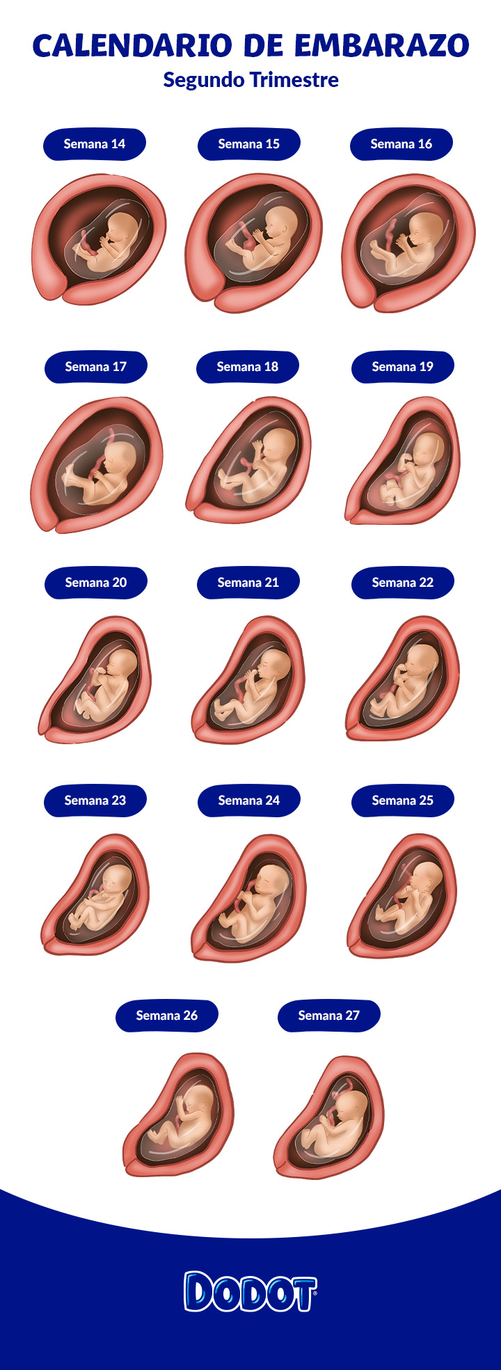 Segundo trimestre: síntomas y desarrollo del bebé | Dodot
