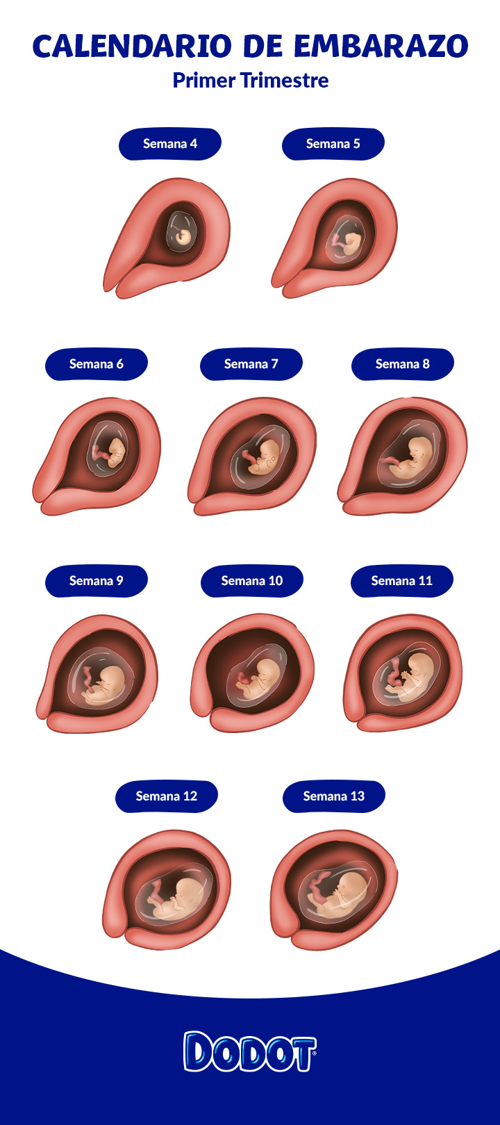 Primer trimestre de embarazo sintomas y desarrollo del bebe Dodot