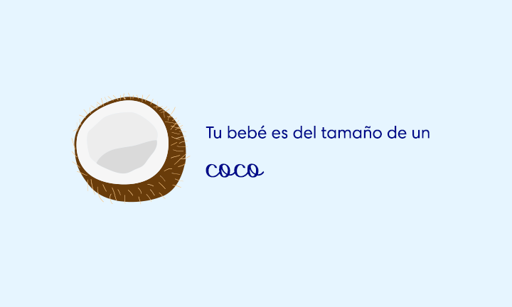 topimage-week31 baby size of coconut week 31