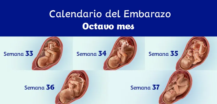 Pagar tributo Melodramático Grave Mes 8 de embarazo: síntomas y desarrollo del feto | Dodot