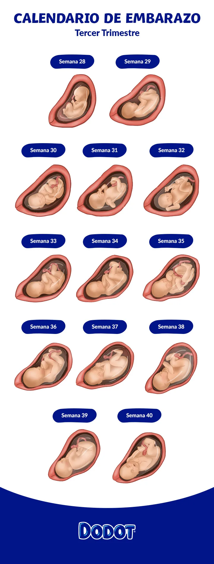 ES Dodot Calendar 3 Trimester 20240709 D