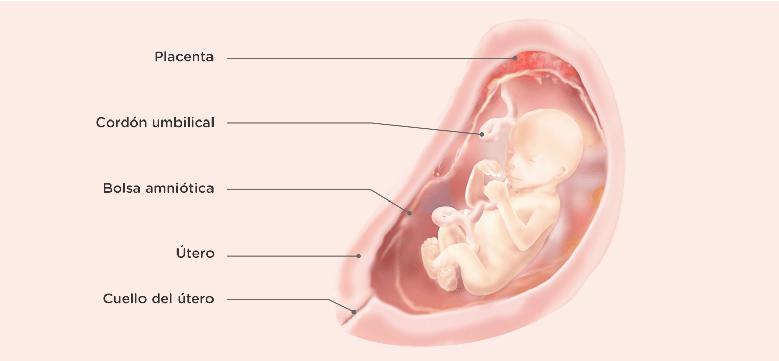 Embarazada De 19 Semanas Sintomas Y Sugerencias