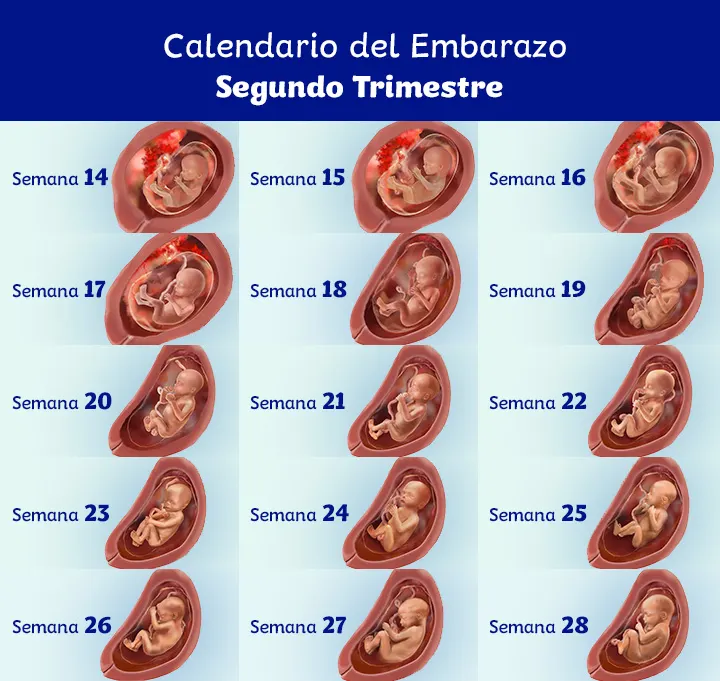 Denso Torrente Garantizar Segundo trimestre: síntomas y desarrollo del bebé | Dodot