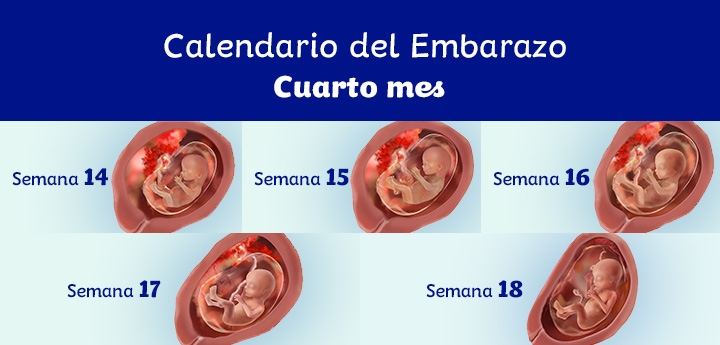 4 meses de embarazo: síntomas y desarrollo del feto