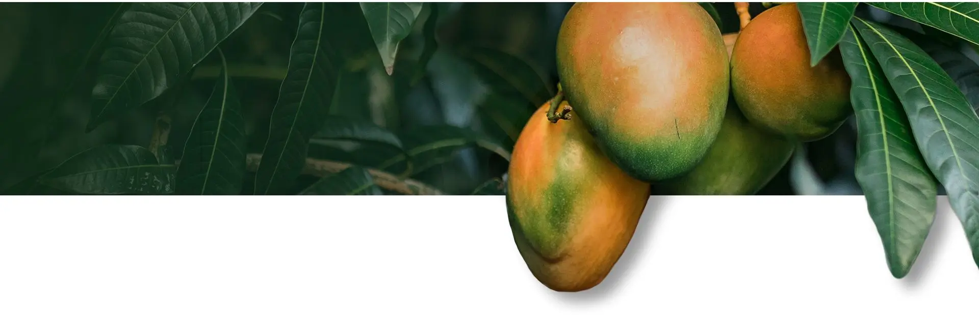 Mango fruit and leaves