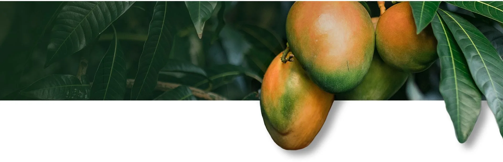 Mango fruit and leaves