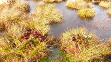 How our peatland restoration project is helping to tackle climate change