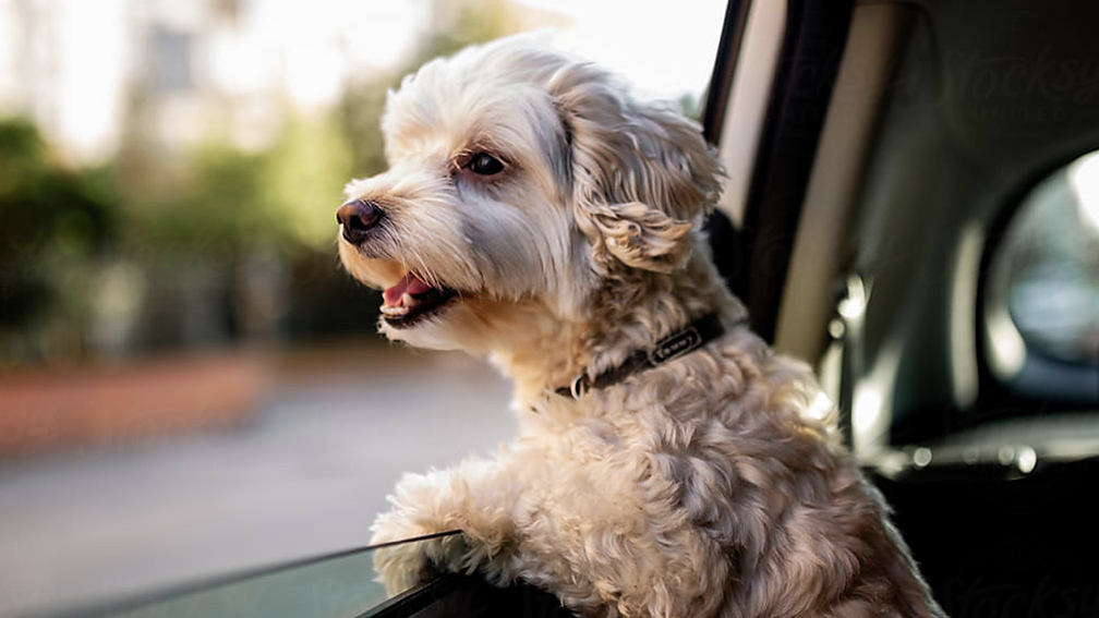A dog looking out a car window