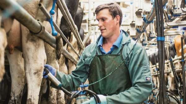 Dairy farmer milking cows