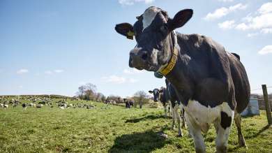 Milk Cows Friesians Outdoor Livestock Dairy Farm